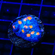 TSA Hot Spot Chalice Coral