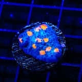TSA Hot Spot Chalice Coral