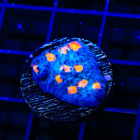 TSA Hot Spot Chalice Coral