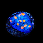 TSA Hot Spot Chalice Coral