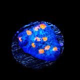 TSA Hot Spot Chalice Coral