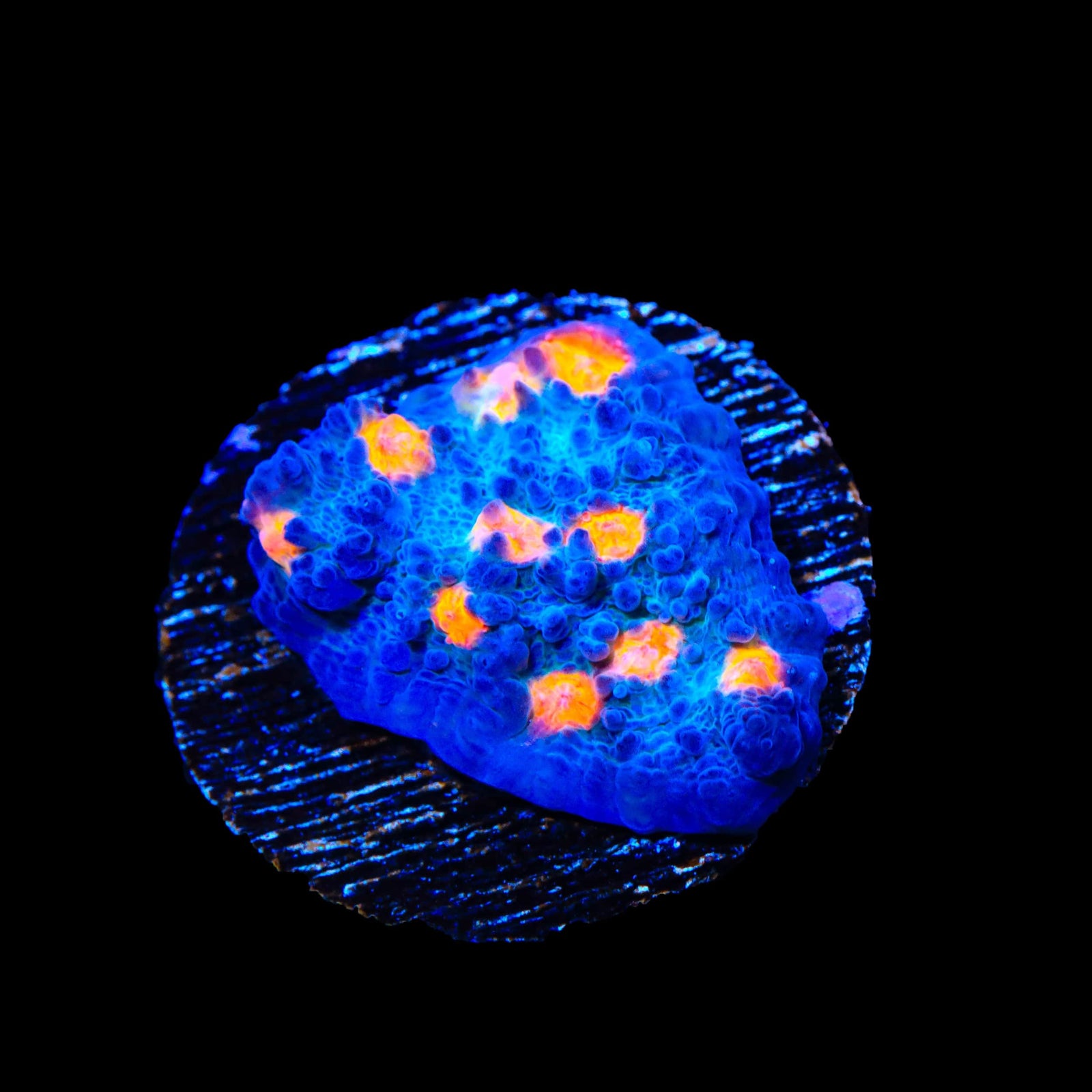 TSA Hot Spot Chalice Coral