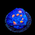 TSA Hot Spot Chalice Coral