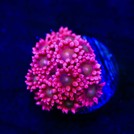 TSA Hubba Bubba Goniopora Coral