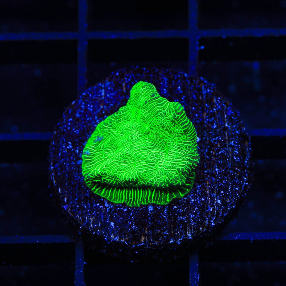 TSA Hulk Leptoseris Coral