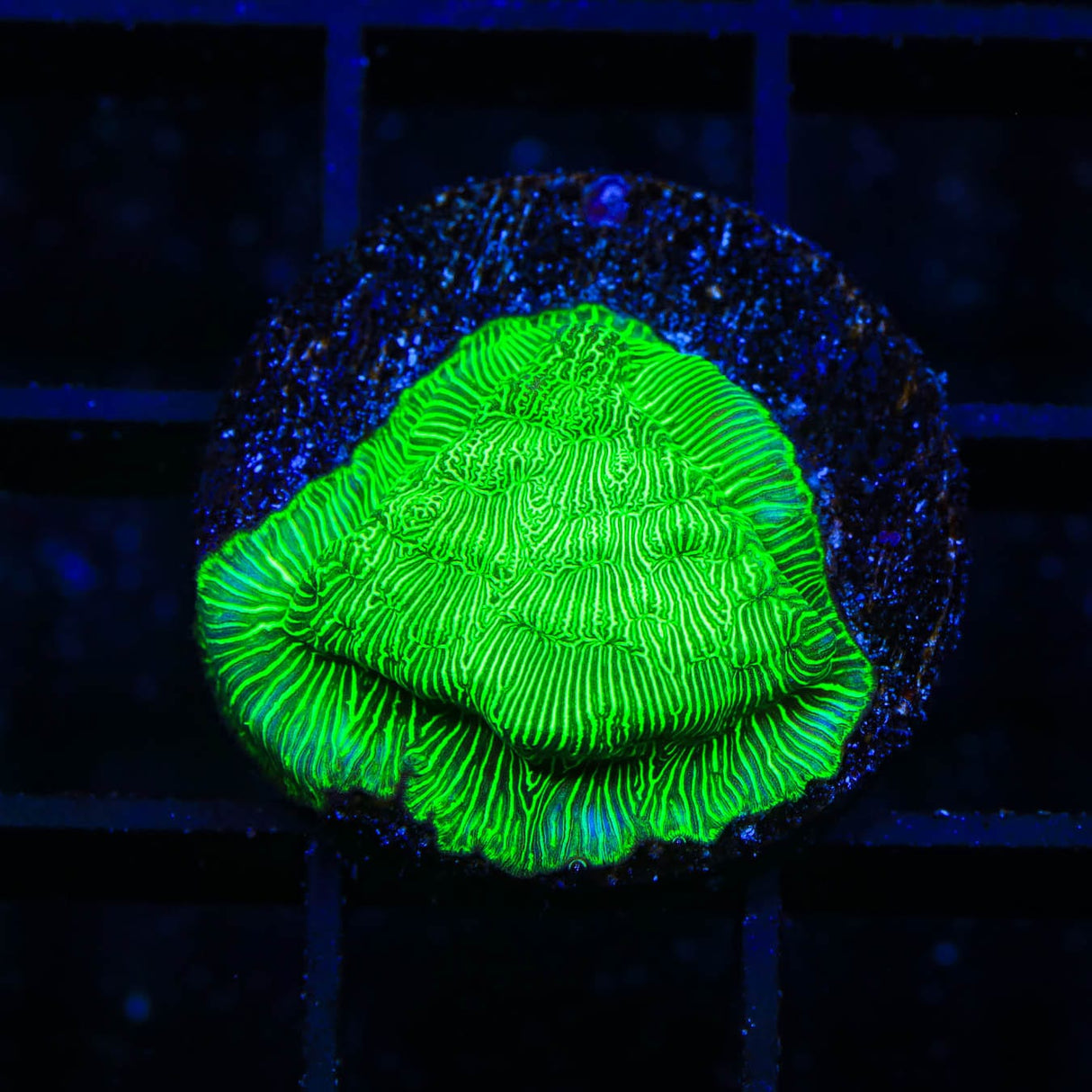 TSA Hulk Leptoseris Coral