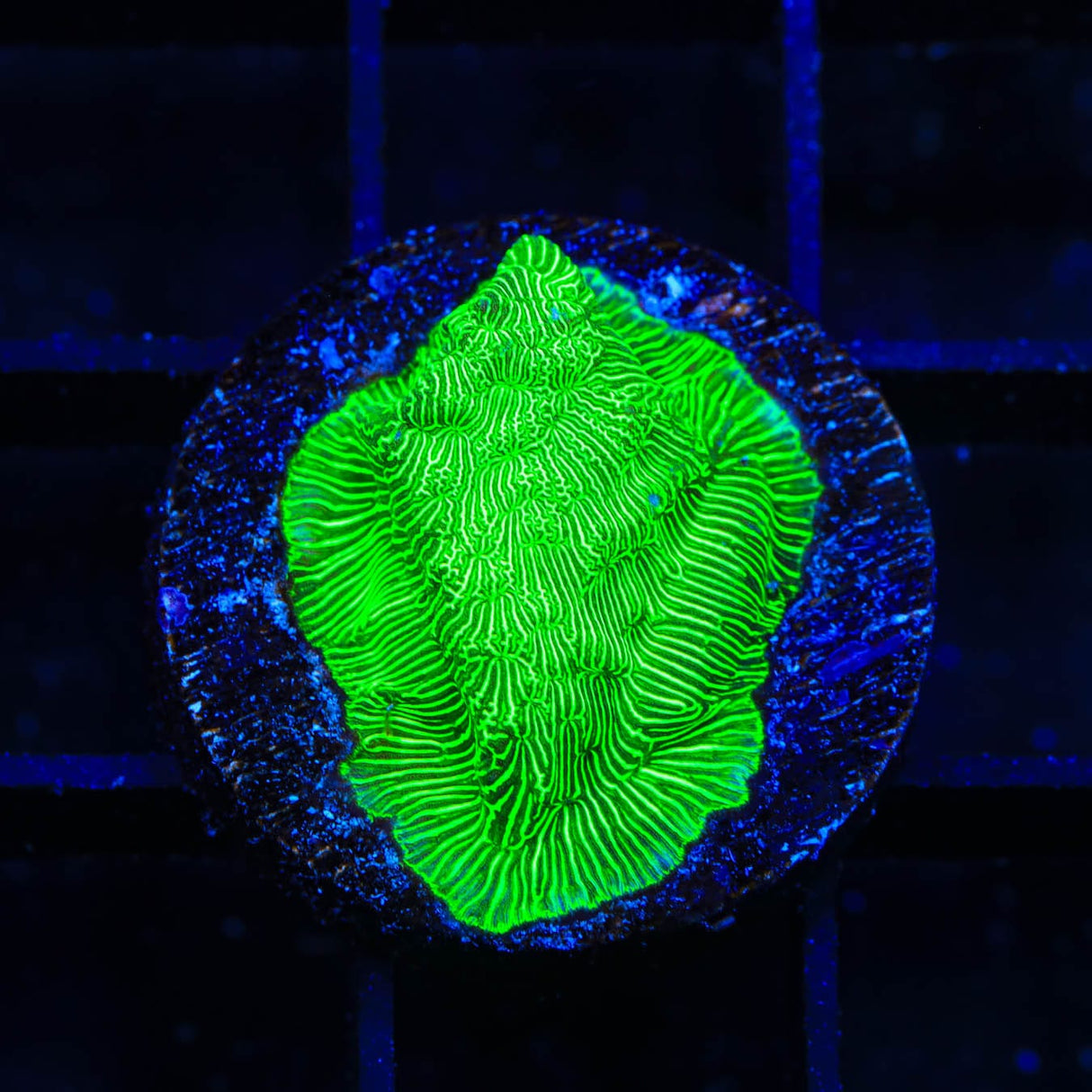 TSA Hulk Leptoseris Coral