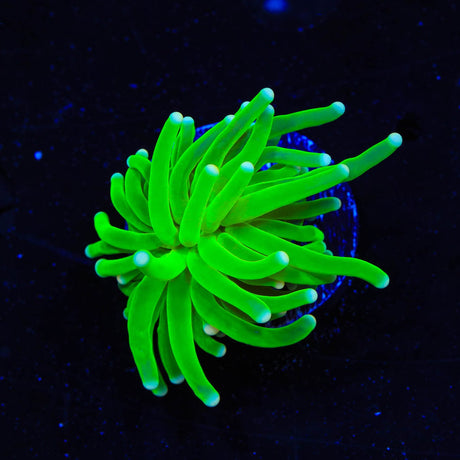 TSA Hulk Torch Coral