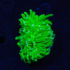 TSA Hulk Torch Coral