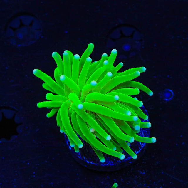 Hulk Torch Coral Care & Placement Guide | Top Shelf Aquatics