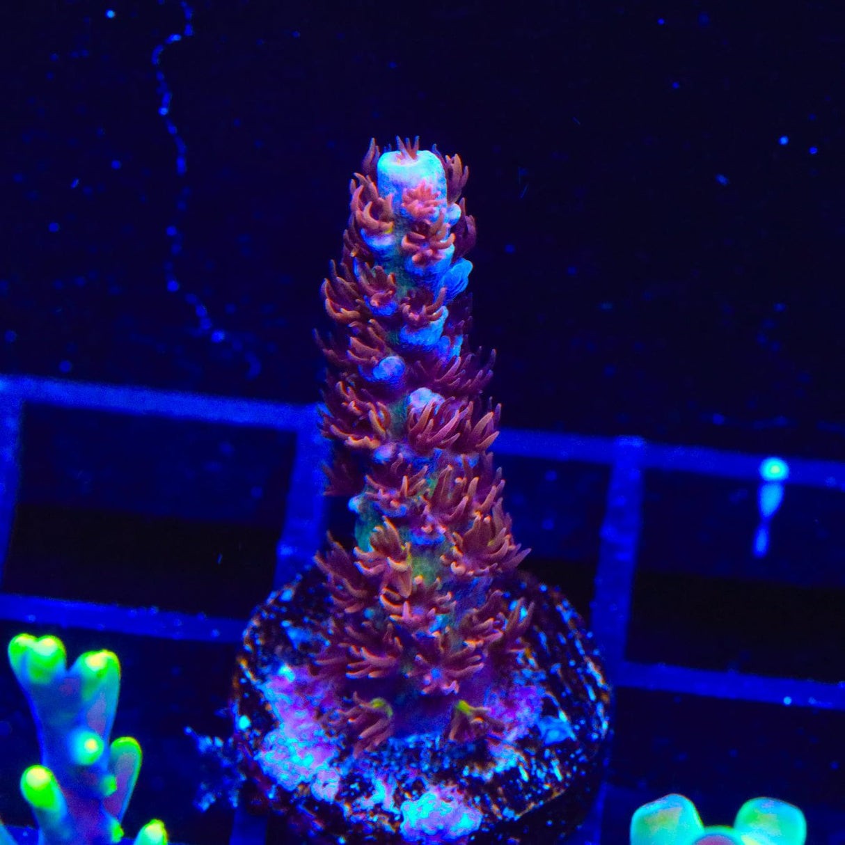TSA Hunch Punch Acropora Coral
