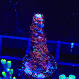 TSA Hunch Punch Acropora Coral