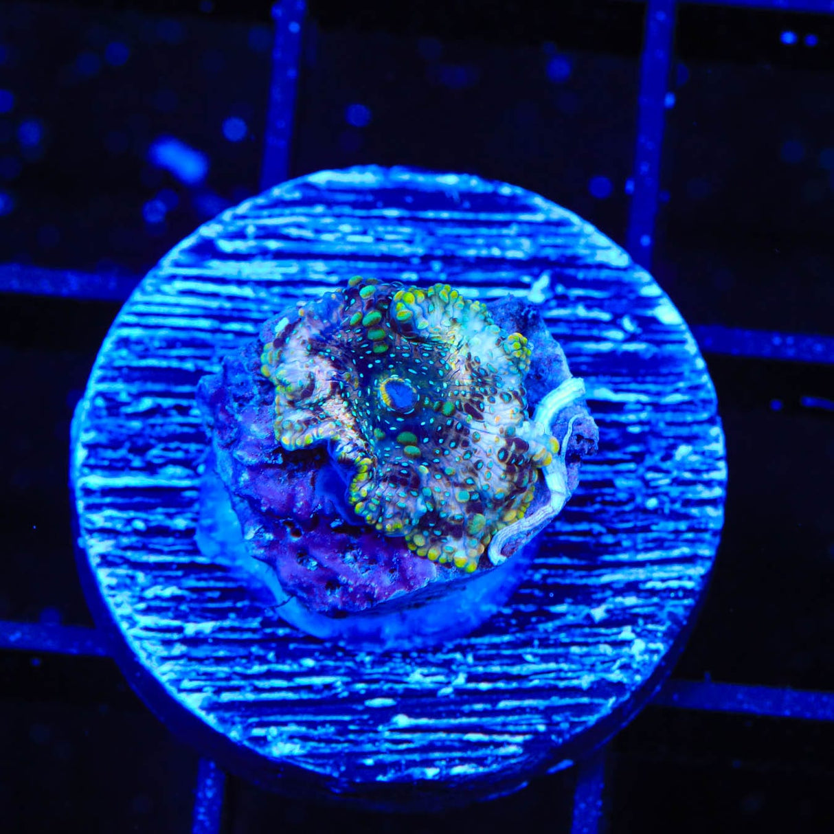 TSA Hyper Space Mushroom Coral