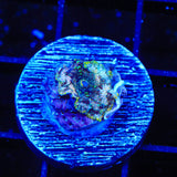 TSA Hyper Space Mushroom Coral