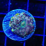 TSA Hyper Space Mushroom Coral