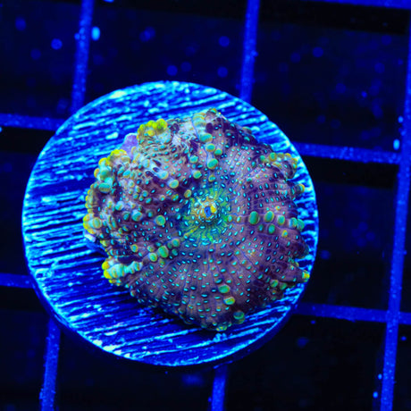 TSA Hyper Space Mushroom Coral