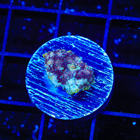 TSA Hyper Space Mushroom Coral