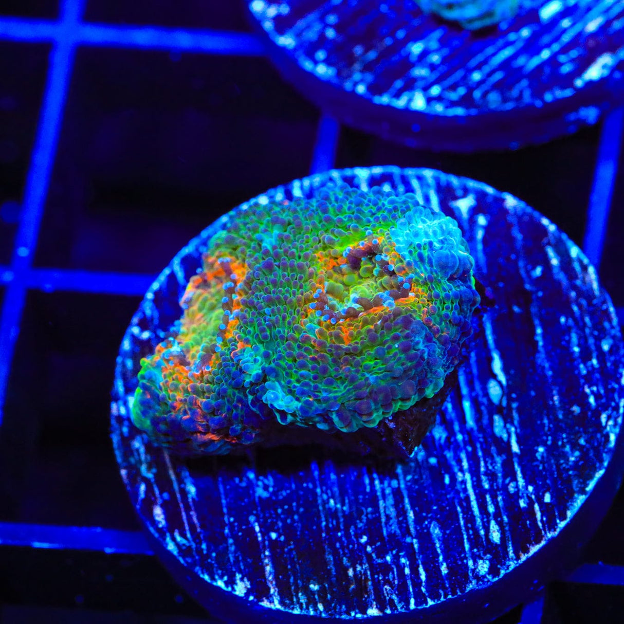 TSA I and S Echinata Coral