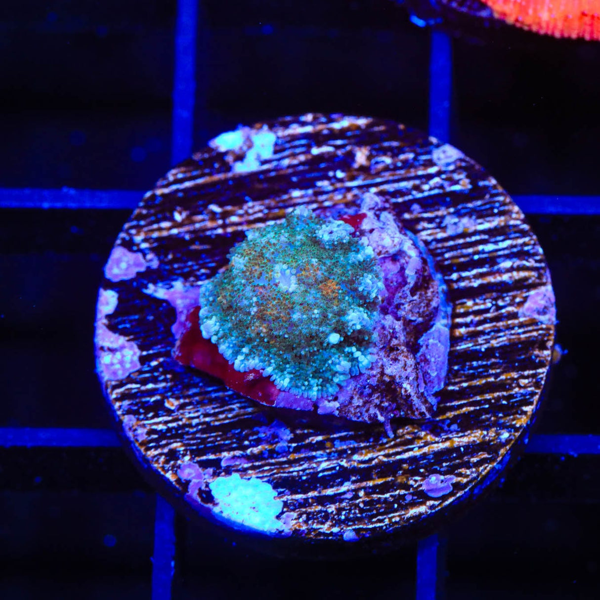 TSA Ice Blaze Rhodactis Mushroom Coral