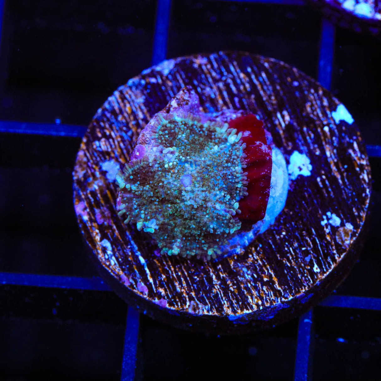 TSA Ice Blaze Rhodactis Mushroom Coral