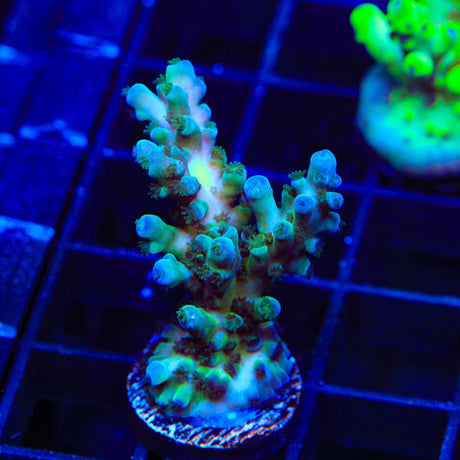 TSA Ice Tort Acropora Coral