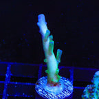 TSA Ice Tort Acropora Coral