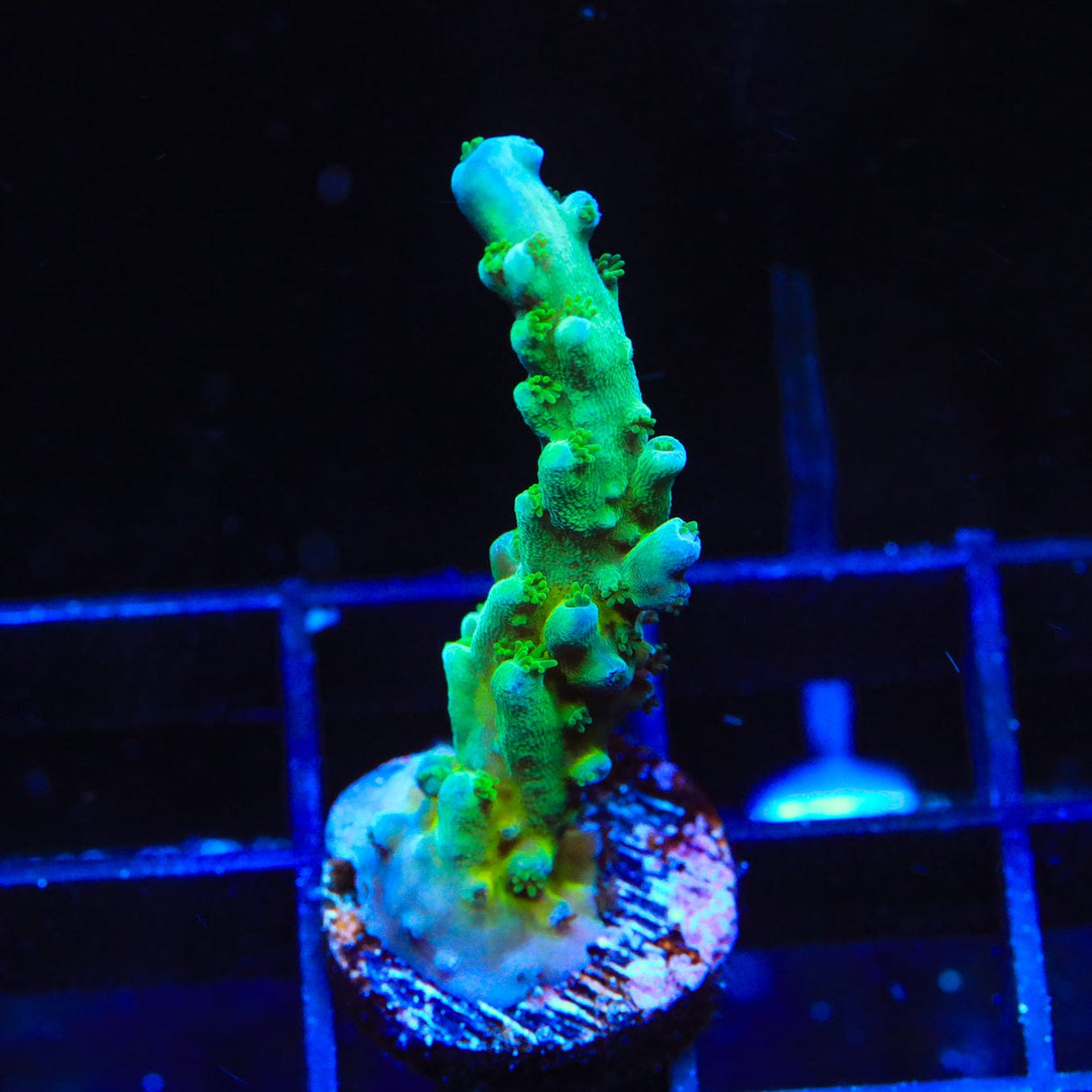 TSA Ice Tort Acropora Coral