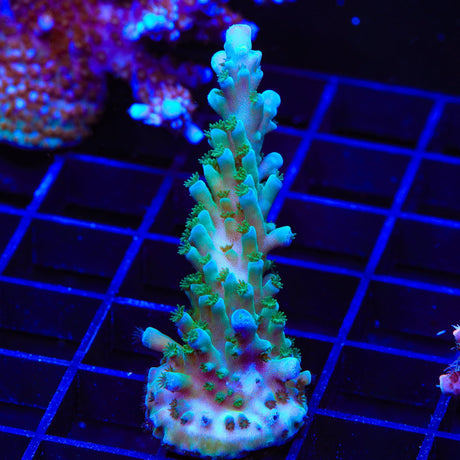TSA Ice Tort Acropora Coral