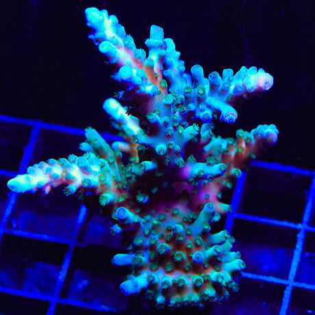 TSA Ice Tort Acropora XL Frag Coral