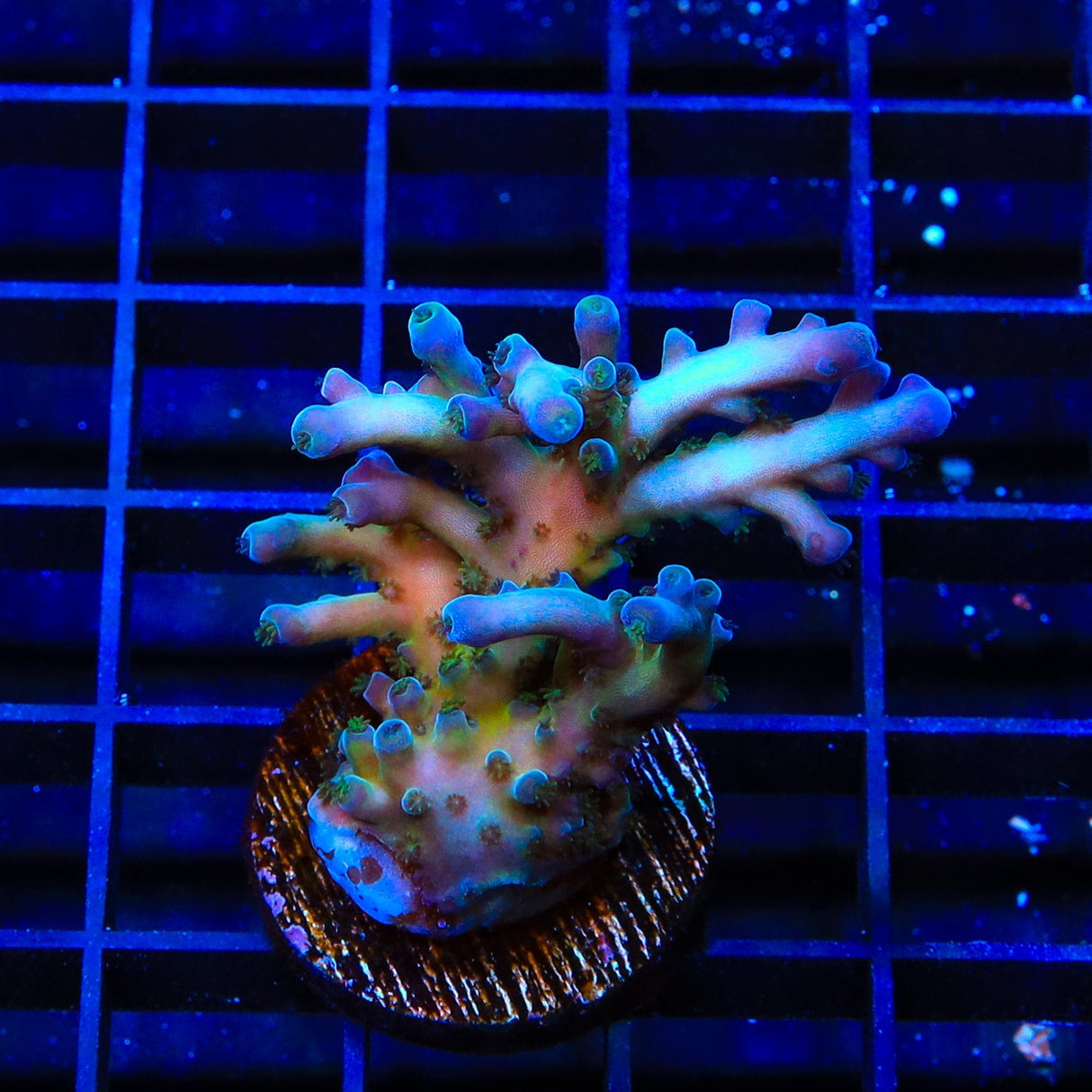 TSA Ice Tort Acropora XL Frag Coral