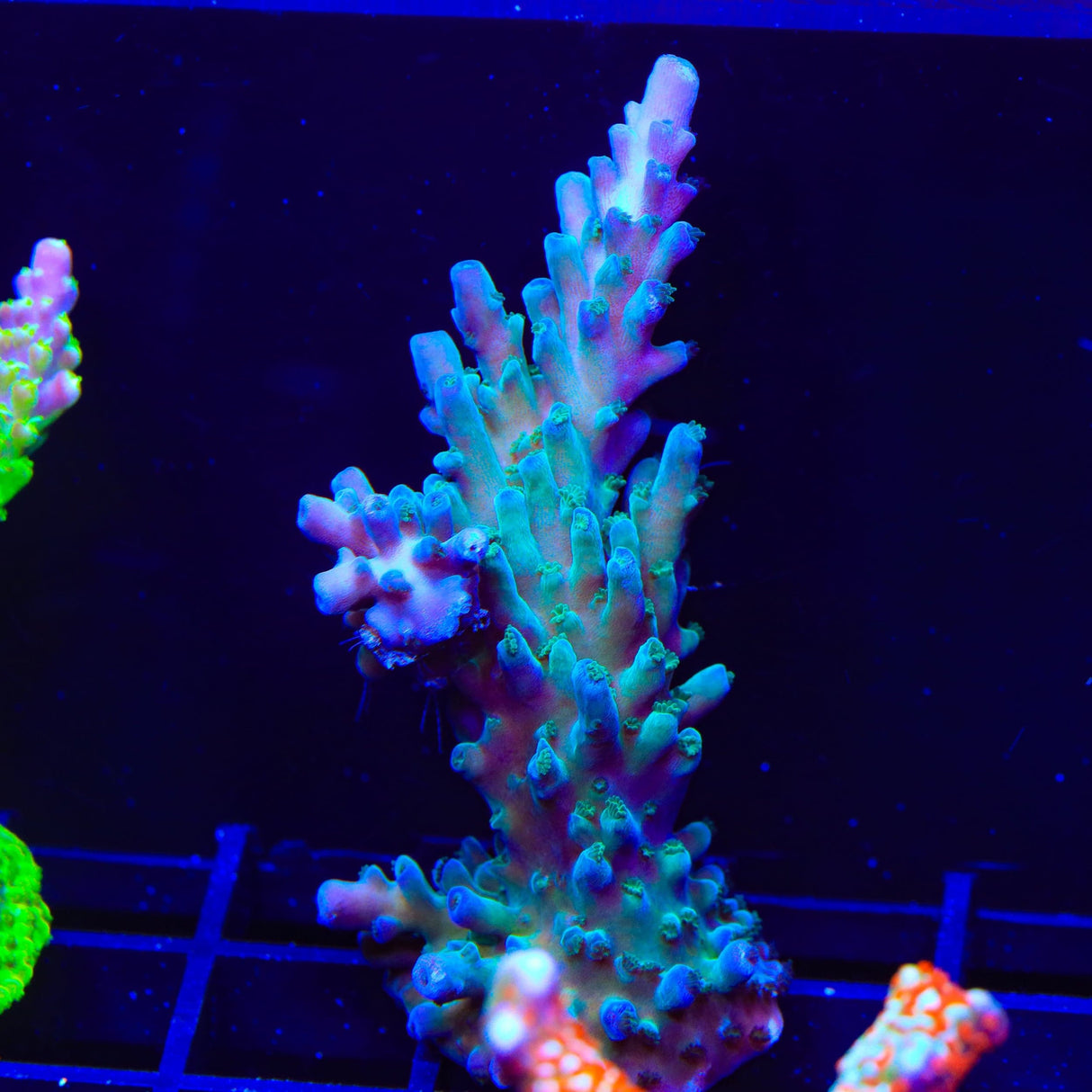 TSA Ice Tort Acropora XL Frag Coral