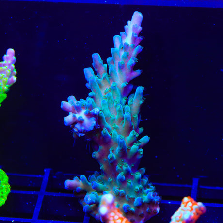 TSA Ice Tort Acropora XL Frag Coral