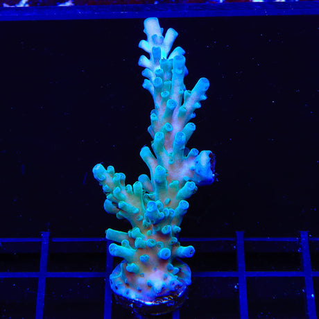 TSA Ice Tort Acropora XL Frag Coral