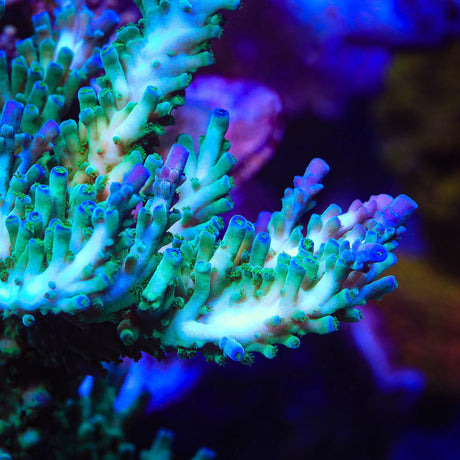 TSA Ice Tort Acropora XL Frag Coral