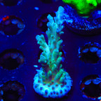 TSA Ice Tort Acropora XL Frag Coral