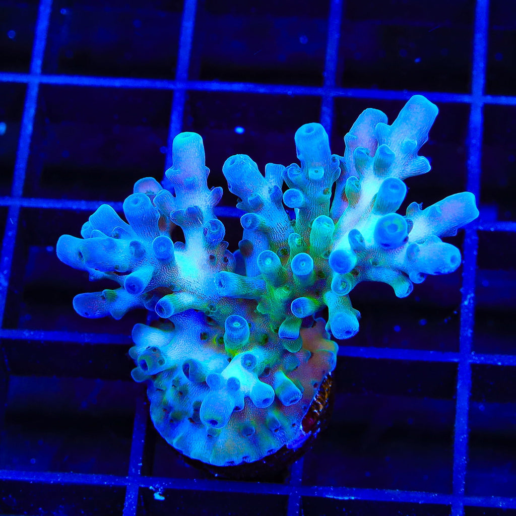 TSA Ice Tort Acropora XL Frag Coral