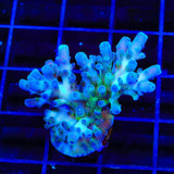 TSA Ice Tort Acropora XL Frag Coral