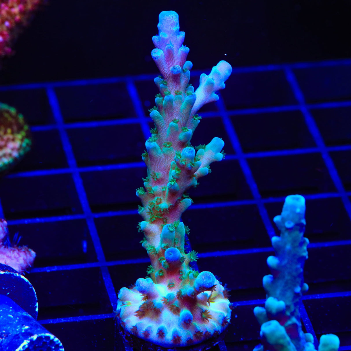 TSA Ice Tort Acropora XL Frag Coral