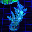 TSA Ice Tort Acropora XL Frag Coral