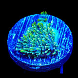 TSA Iceman Hydnophora Coral