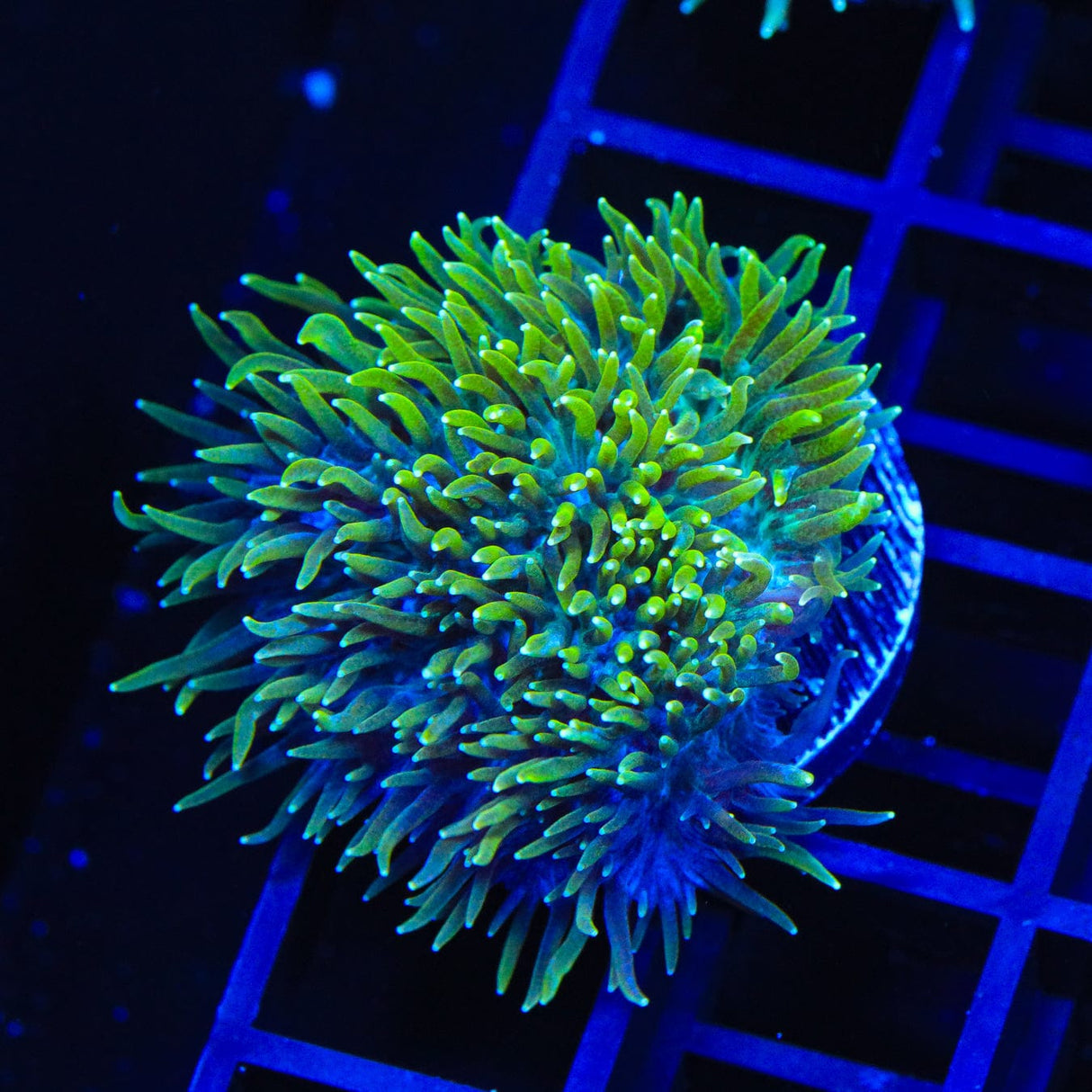 TSA Iceman Hydnophora Coral
