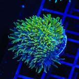 TSA Iceman Hydnophora Coral