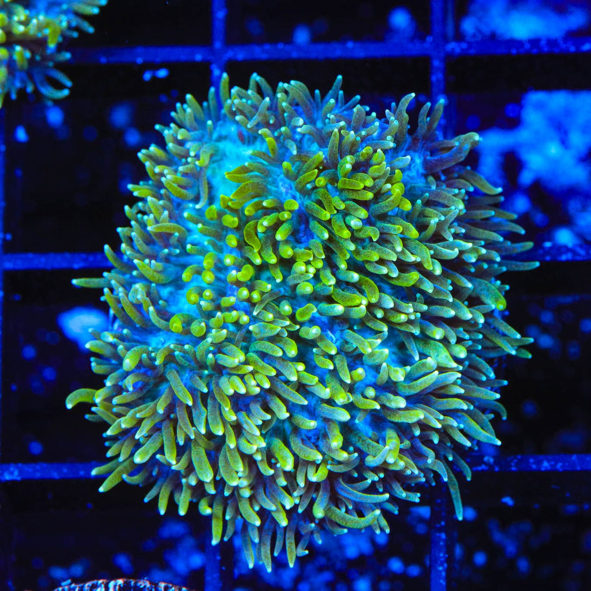 TSA Iceman Hydnophora Coral