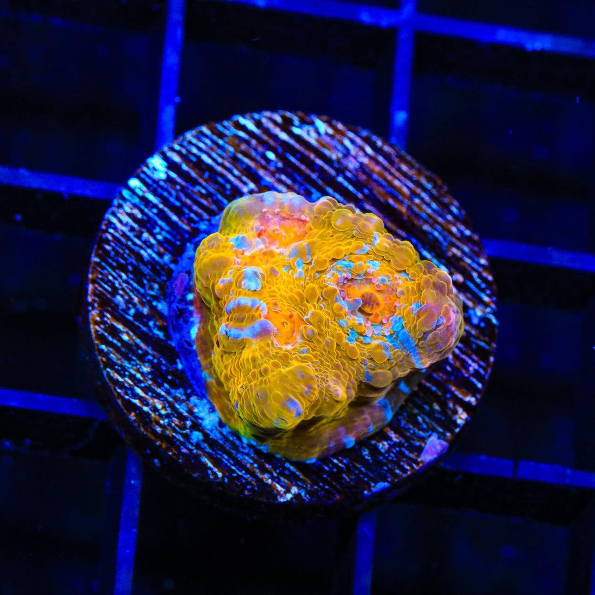 TSA Implosion Chalice Coral