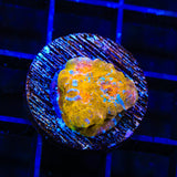 TSA Implosion Chalice Coral