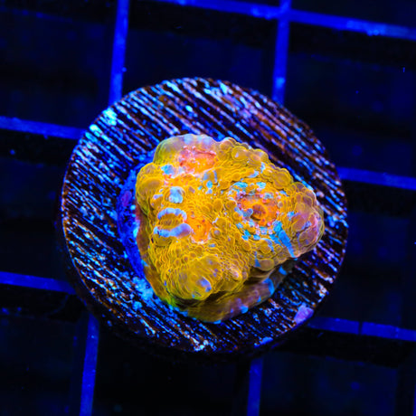 TSA Implosion Chalice Coral