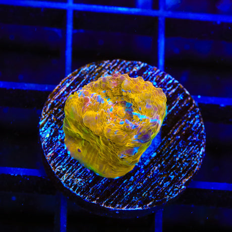 TSA Implosion Chalice Coral