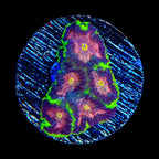 TSA Infection Favia Coral