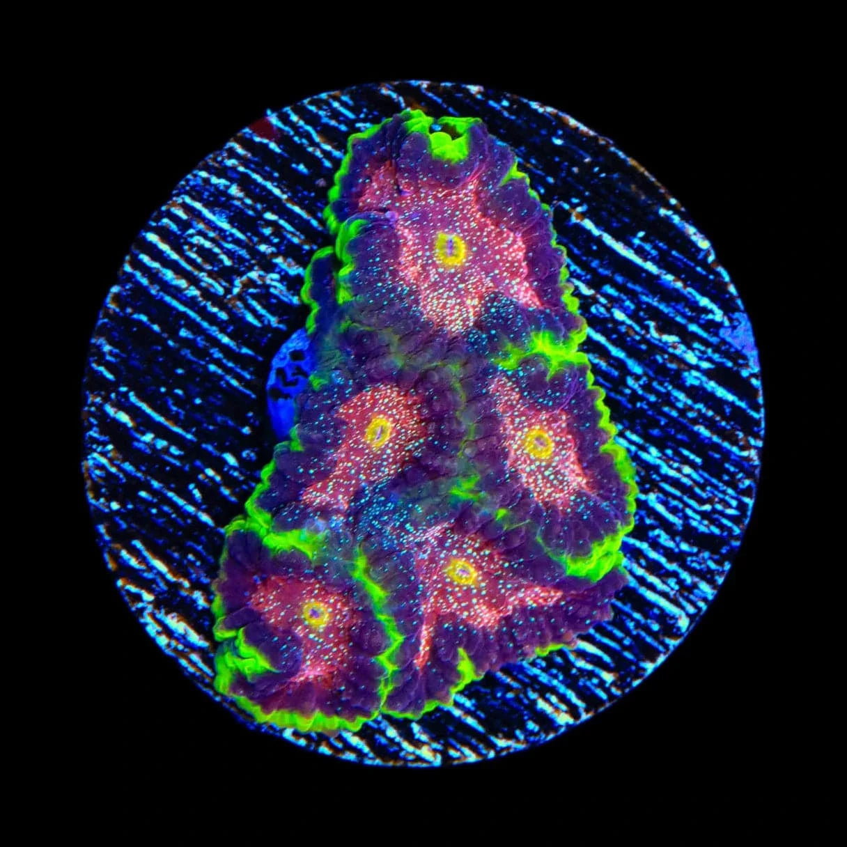 TSA Infection Favia Coral