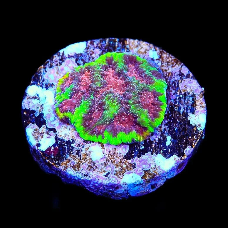 TSA Infection Favia Coral